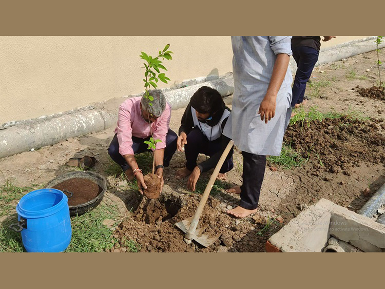 TREE PLANTATION MAHIJ