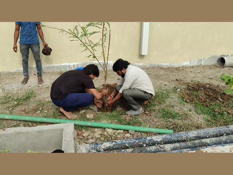 TREE PLANTATION MAHIJ